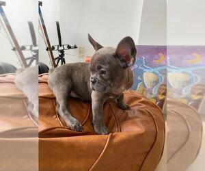 French Bulldog Puppy for sale in MIAMI BEACH, FL, USA