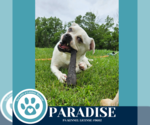 Small Photo #15 Boston Terrier-Unknown Mix Puppy For Sale in Kimberton, PA, USA