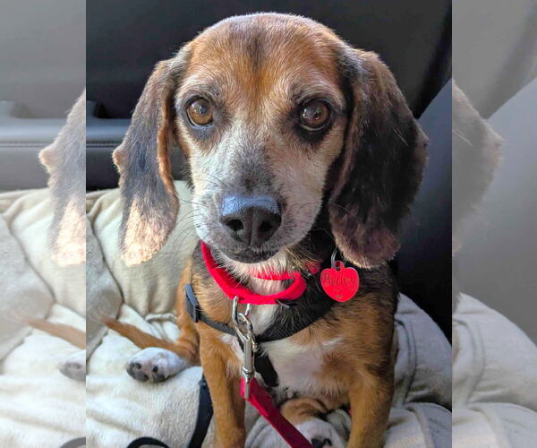 Medium Photo #2 Beagle Puppy For Sale in Dunnellon, FL, USA