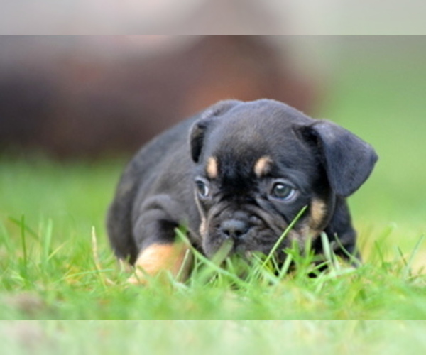 Medium Photo #21 French Bulldog Puppy For Sale in Kiskoros, Bacs-Kiskun, Hungary