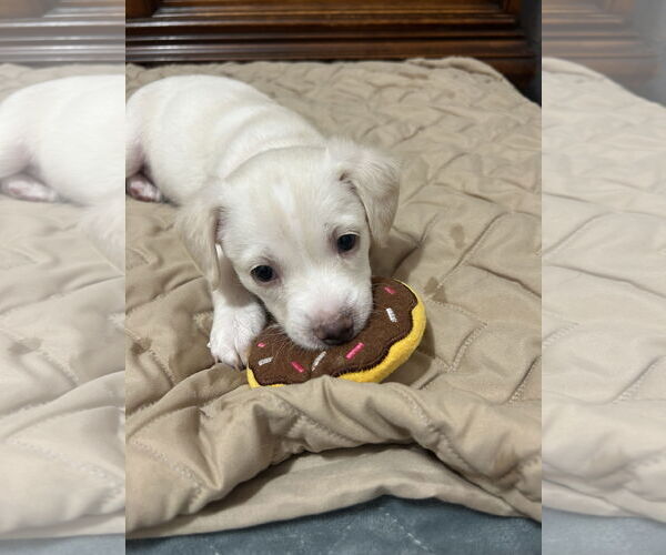 Medium Photo #1 Mutt Puppy For Sale in Polson, MT, USA