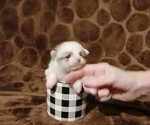 Puppy Dottie Pomeranian