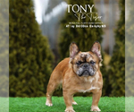 Small Photo #1 French Bulldog Puppy For Sale in HAMILTON, OH, USA