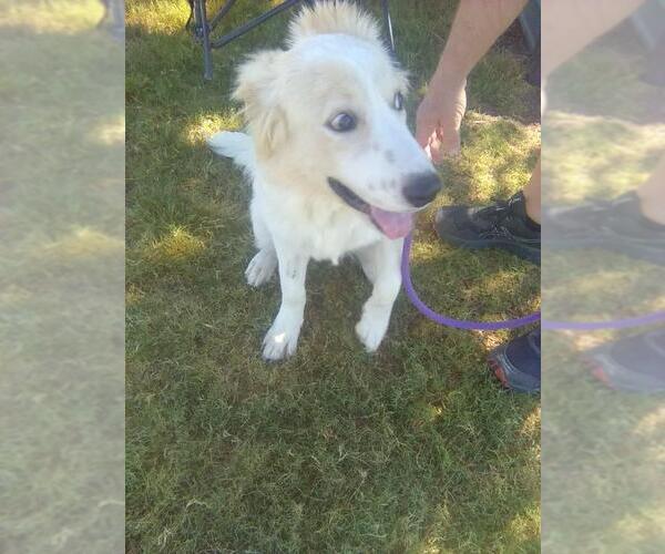 Medium Photo #7 Great Pyrenees Puppy For Sale in Spring, TX, USA