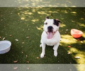 American Pit Bull Terrier-Unknown Mix Dogs for adoption in Orlando, FL, USA