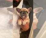 Puppy 2 French Bulldog