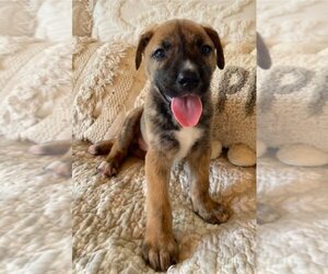 German Shepherd Dog-Unknown Mix Dogs for adoption in Lakewood, CO, USA
