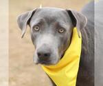 Small Weimaraner Mix