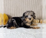 Whistles - Male Bernedoodle (Miniature) (+ Poodle Miniature) Puppy for Sale - Photo #4