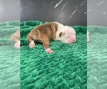 Small Photo #58 Boston Terrier Puppy For Sale in TULARE, CA, USA