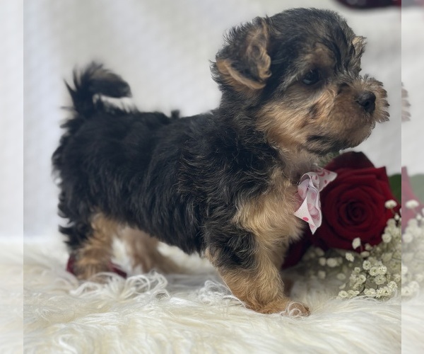 Medium Photo #9 Morkie Puppy For Sale in ROCK STREAM, NY, USA