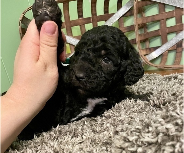Medium Photo #12 Labradoodle-Poodle (Standard) Mix Puppy For Sale in MIDDLESEX, NC, USA