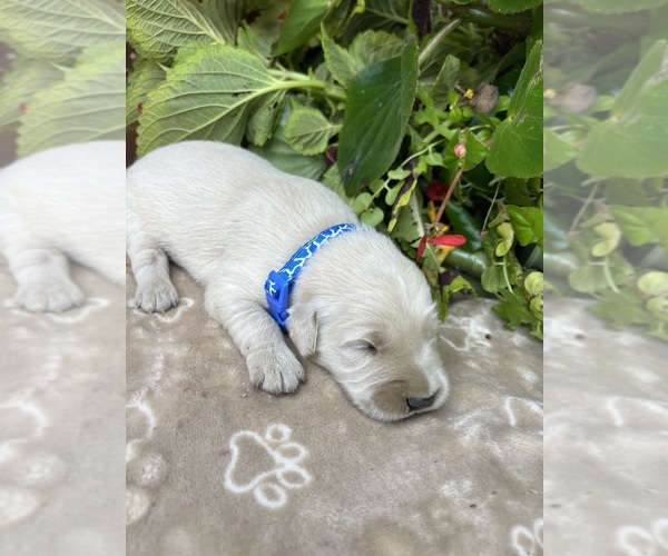 Medium Photo #3 Golden Retriever Puppy For Sale in NEOLA, WV, USA