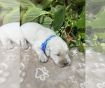 Small #2 Golden Retriever
