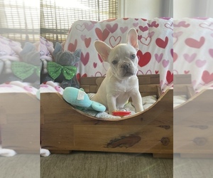 French Bulldog Puppy for sale in CHICAGO, IL, USA