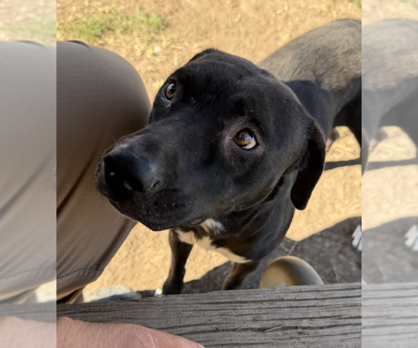 Medium Photo #3 Labrador Retriever-Unknown Mix Puppy For Sale in Coralville, IA, USA