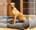 Small #6 Great Dane