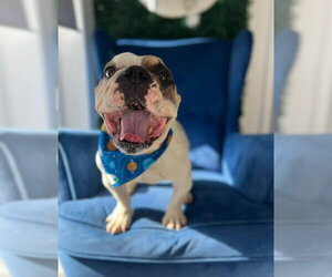 French Bulldog Dogs for adoption in San Diego, CA, USA