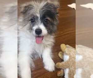 Pomeranian-Poodle (Toy) Mix Dogs for adoption in Wyoming, MI, USA