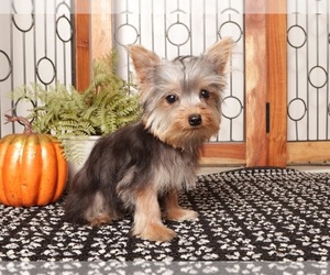 Yorkshire Terrier Puppy for sale in NAPLES, FL, USA