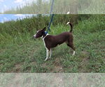 Small #1 Mutt