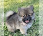 Small #7 Pomeranian