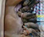 Small Photo #3 Rhodesian Ridgeback Puppy For Sale in OCEANSIDE, CA, USA