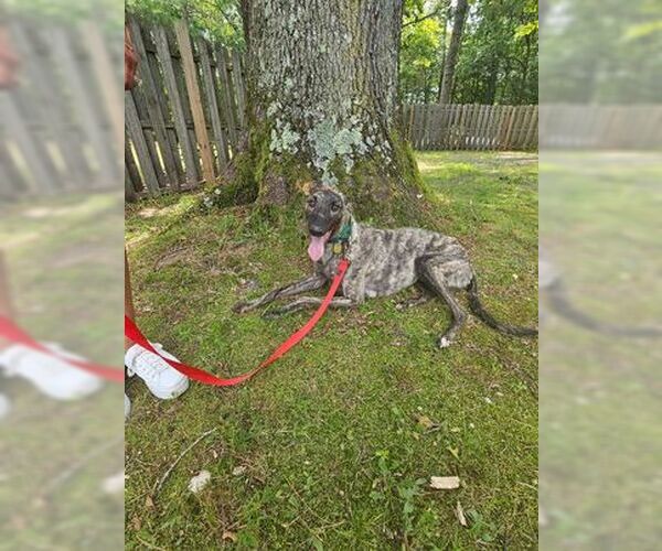 Medium Photo #3 Greyhound Puppy For Sale in Cherry Hill, NJ, USA
