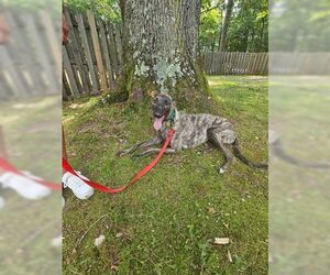 Mark - Male Greyhound Dog for Adoption - Photo #3