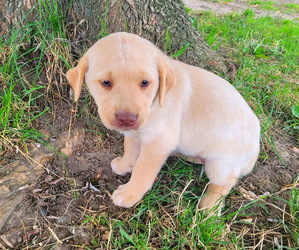 Labrador Retriever Puppy for sale in NOVI, MI, USA