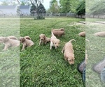 Small Photo #2 Goldendoodle-Poodle (Standard) Mix Puppy For Sale in WEST ALEXANDRIA, OH, USA