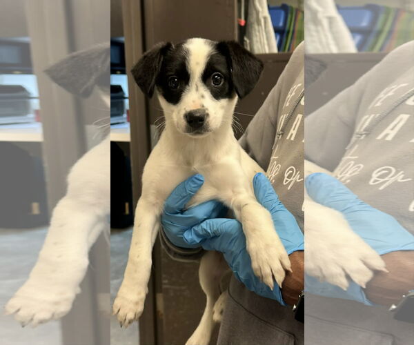 Medium Photo #1 Australian Shepherd-Unknown Mix Puppy For Sale in Jenkintown, PA, USA