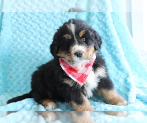 Bearded Collie-Bernese Mountain Dog Mix Puppy for sale in SHILOH, OH, USA