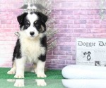 Small Photo #2 Miniature Australian Shepherd Puppy For Sale in BEL AIR, MD, USA