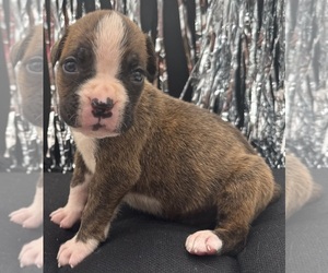 Boxer Puppy for Sale in PAWNEE CITY, Nebraska USA