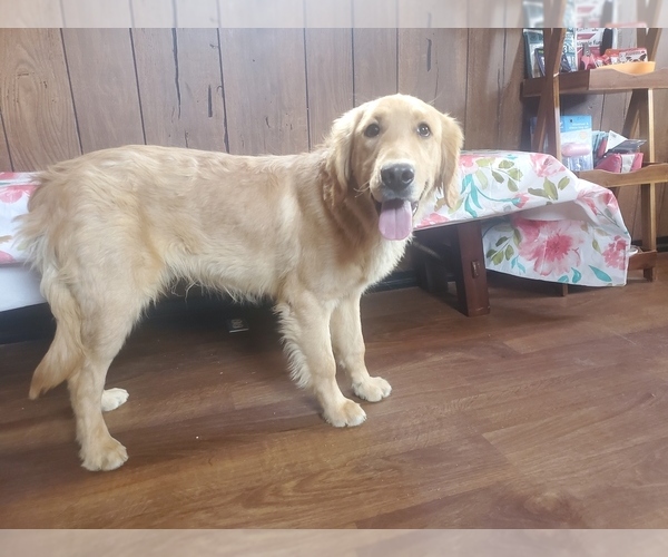 Medium Photo #42 Golden Retriever Puppy For Sale in FALCON, CO, USA
