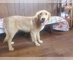 Small #7 Golden Retriever