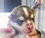 Small Photo #4 Pomsky Puppy For Sale in CENTRALIA, MO, USA