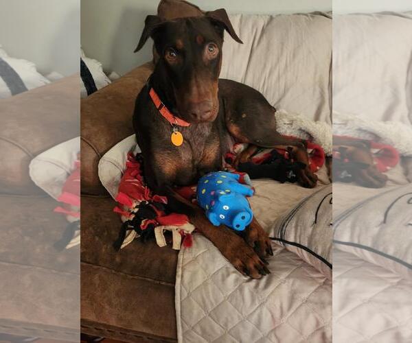 Medium Photo #1 Doberman Pinscher Puppy For Sale in Minneaoplis, MN, USA