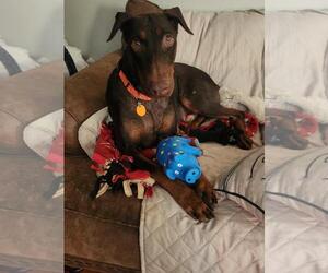 Doberman Pinscher Dogs for adoption in Minneaoplis, MN, USA