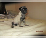 Small Photo #7 Pug Puppy For Sale in HUGUENOT, NY, USA