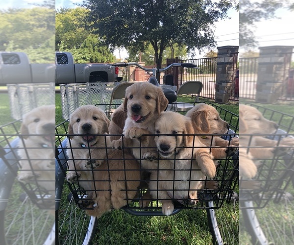 Medium Photo #8 Golden Retriever Puppy For Sale in COCKRELL HILL, TX, USA