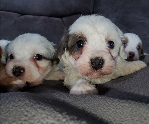 Medium Photo #12 Bernedoodle (Miniature) Puppy For Sale in LEETONIA, OH, USA