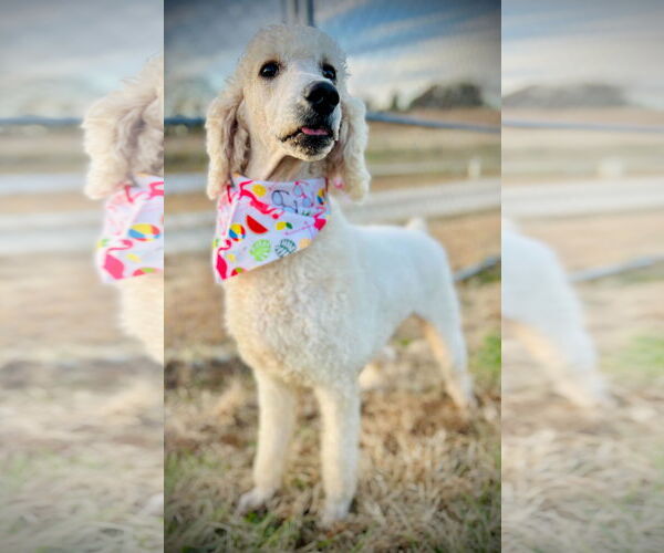 Medium Photo #4 Poodle (Standard) Puppy For Sale in Pacolet, SC, USA