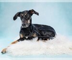 Small Photo #2 Doberman Pinscher-Labrador Retriever Mix Puppy For Sale in Tuscaloosa, AL, USA