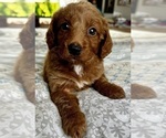 Small Photo #16 Goldendoodle (Miniature) Puppy For Sale in PENSACOLA, FL, USA