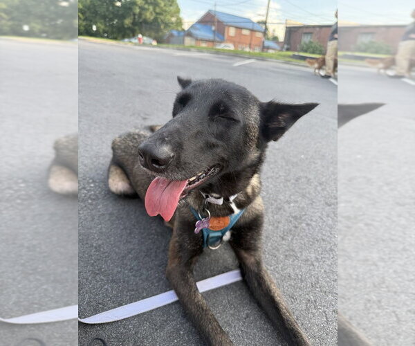 Medium Photo #4 Mutt Puppy For Sale in Imlay City, MI, USA