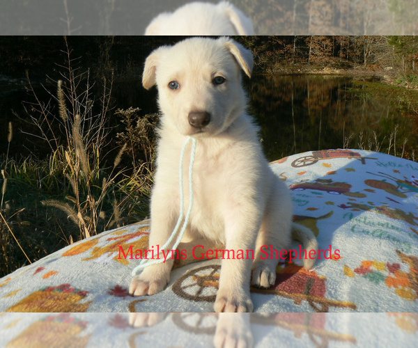 Medium Photo #1 German Shepherd Dog Puppy For Sale in PIEDMONT, MO, USA