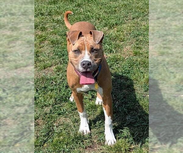 Medium Photo #2 Mutt Puppy For Sale in Plano, TX, USA