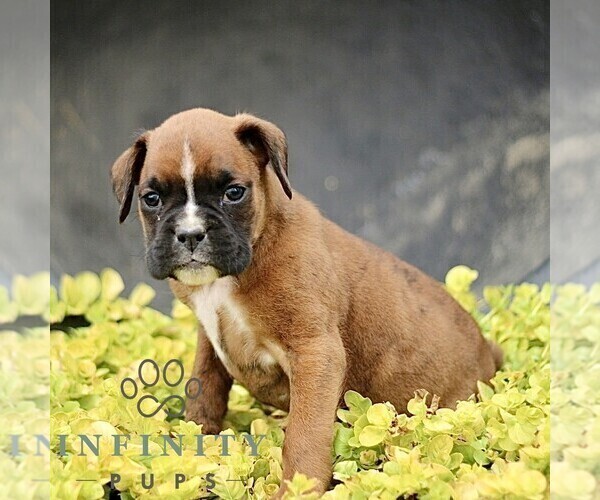 Medium Photo #3 Boxer Puppy For Sale in GORDONVILLE, PA, USA